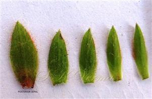  Sepals